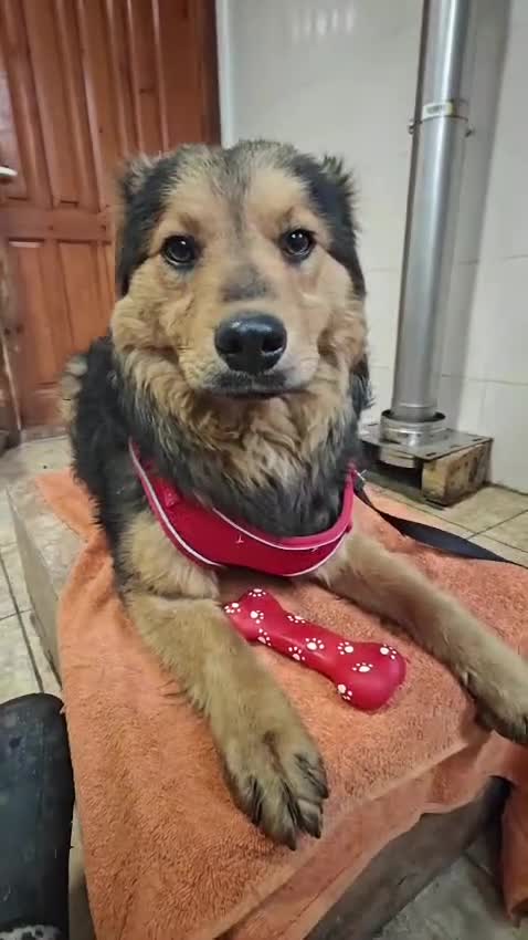 Mixed Breed dogs for adoption: 💙🐶 MIKEY – HE COMES… AND WAITS TO BE NOTICED in Burton-on-Trent - Video 1