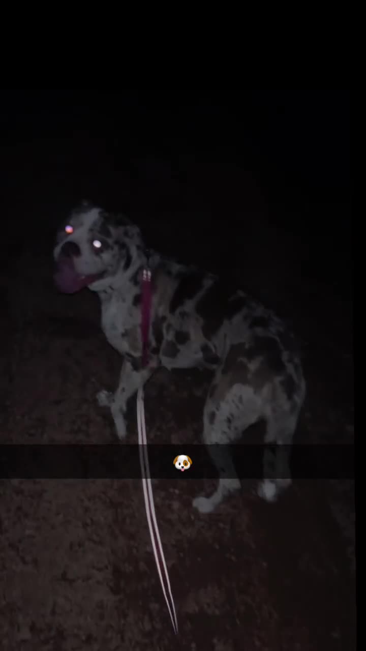 Alapaha Blue Blood Bulldog dogs for stud: Luna looking for stud - Video 2