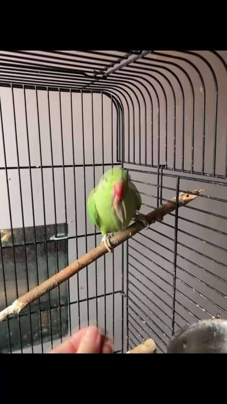 Ringnecks birds for sale: Indian ringneck parrot in Manchester - Video 1