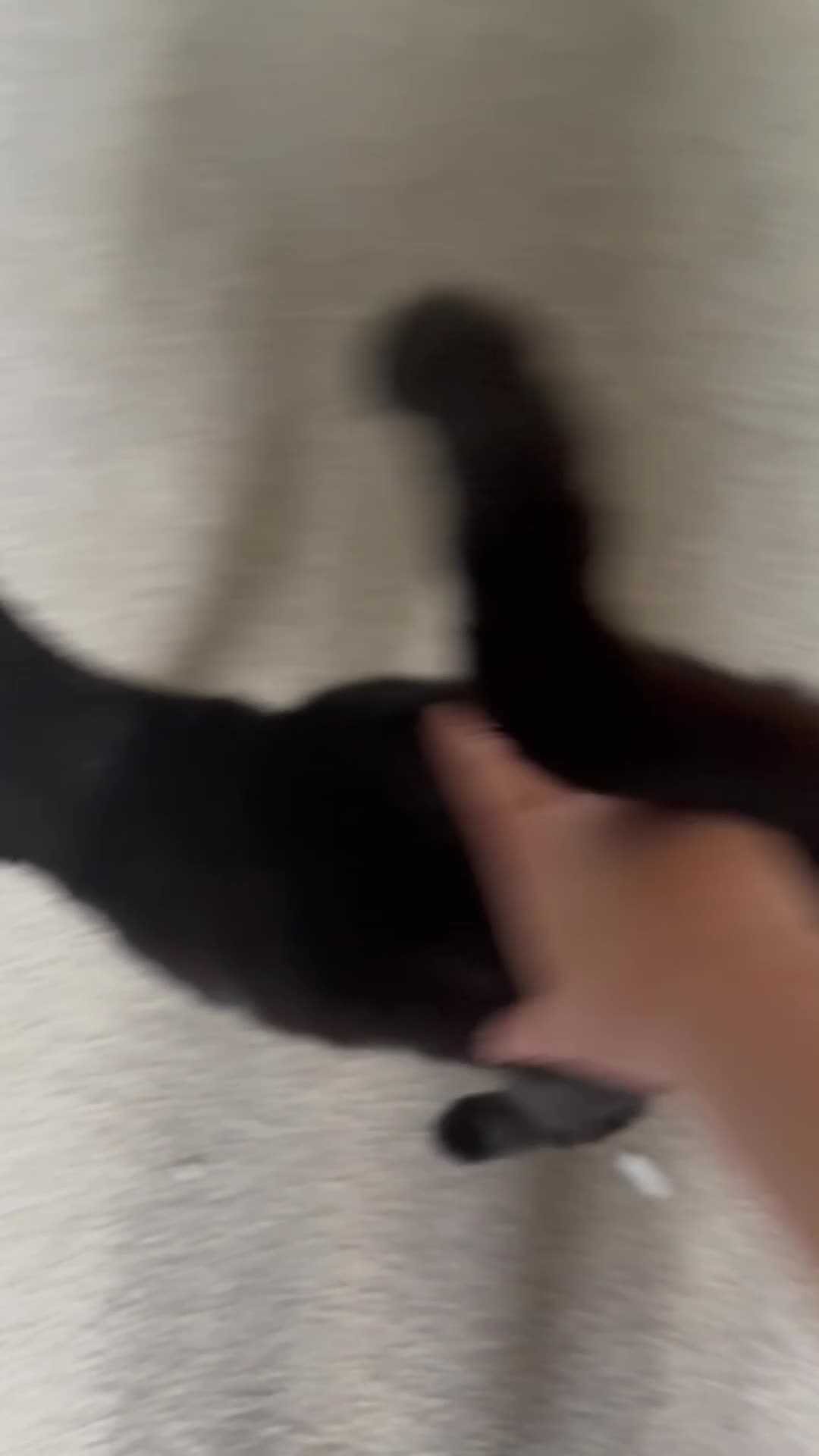 Mixed Breed cats for sale: Nimbus (free to loving home)  in Stoke-on-Trent - Video 1
