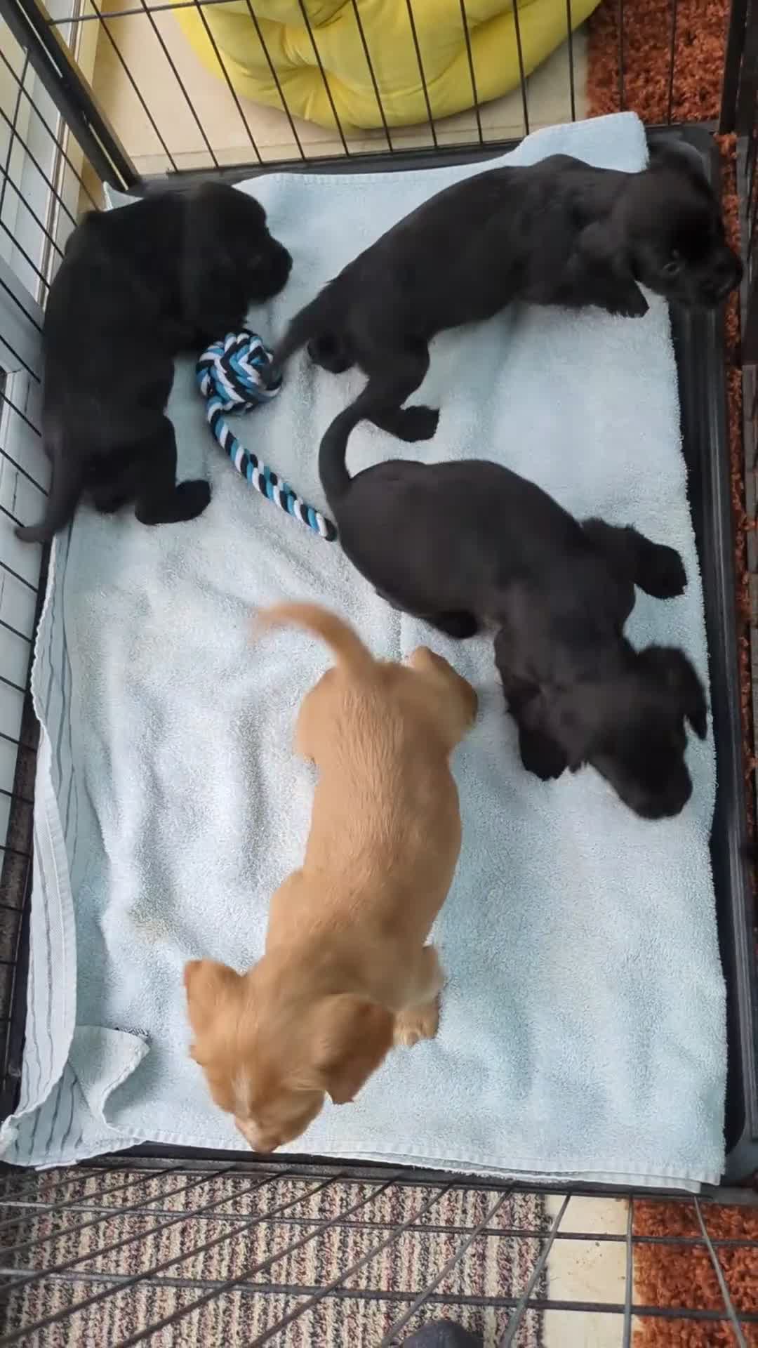 Cocker Spaniel dogs for sale: Stunning Cocker Spaniel Puppies  - Video 1