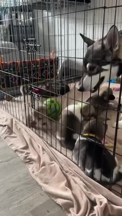 Mixed Breed dogs for sale: Northern Inuit cross American akita  - Video 1