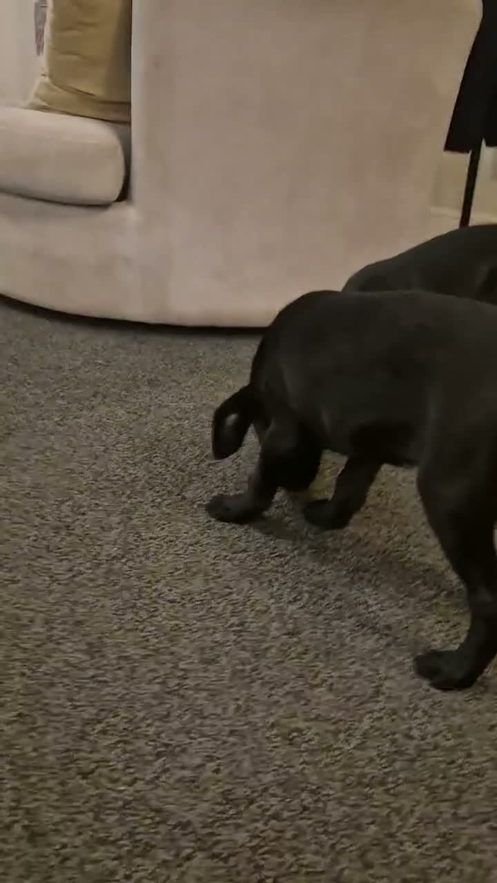 Labrador Retriever dogs for sale: Beautiful litter of labrador pups - Video 1