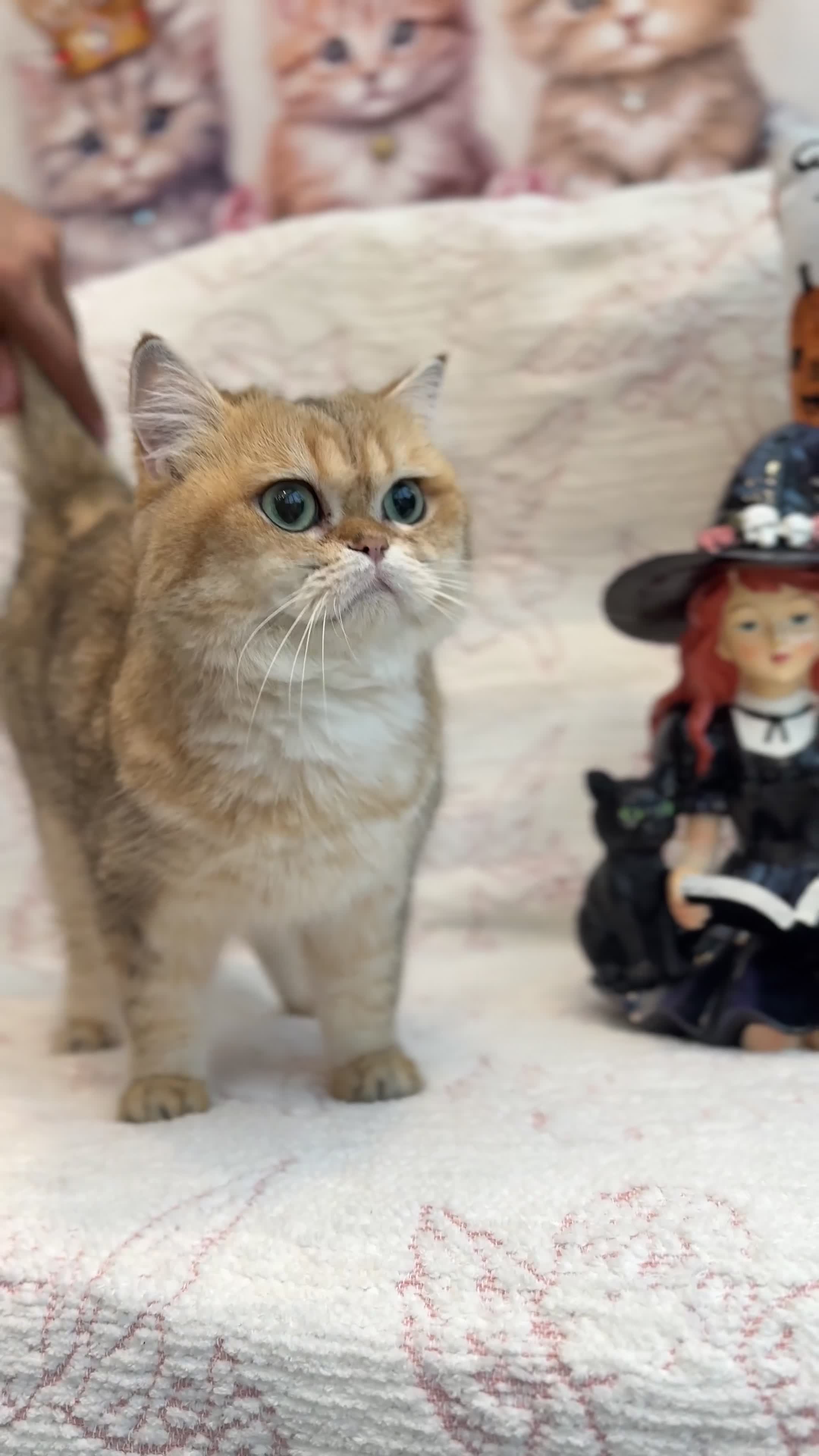British Shorthair cats for sale: BSH retired Queen, very young  - Video 1