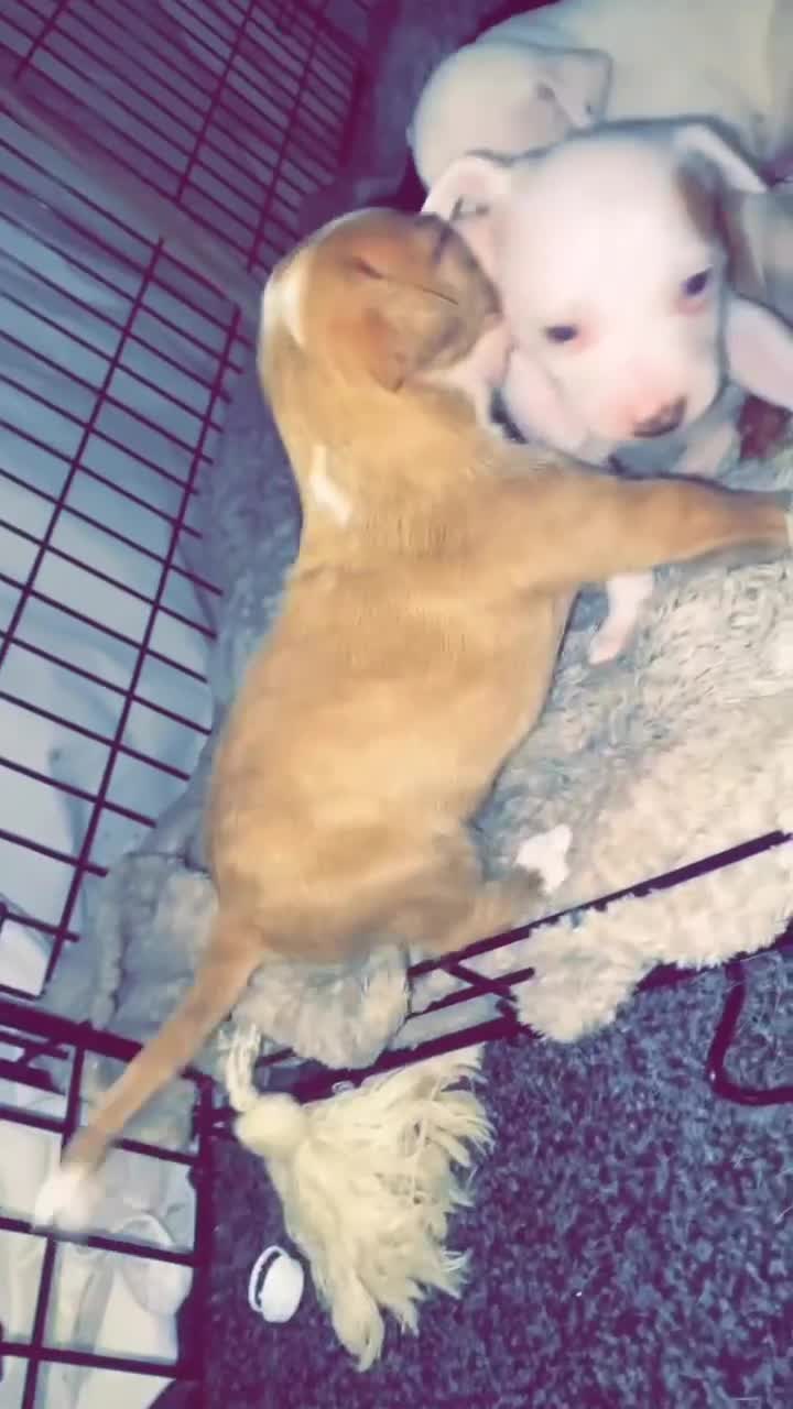 Staffordshire Bull Terrier dogs for sale: Staff cross American bulldog  - Video 1