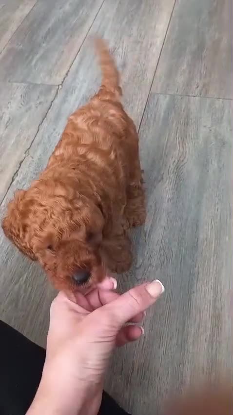 Cavapoo dogs for sale: Gorgeous Fox Red Toy Cavapoos - Video 1