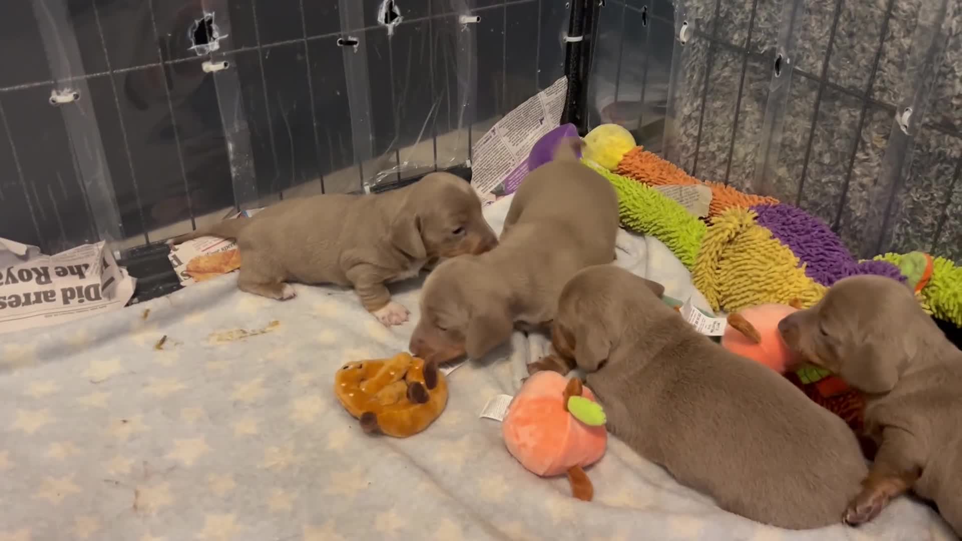 Dachshund dogs for sale: 4 lovely  girls dashund puppies  - Video 2
