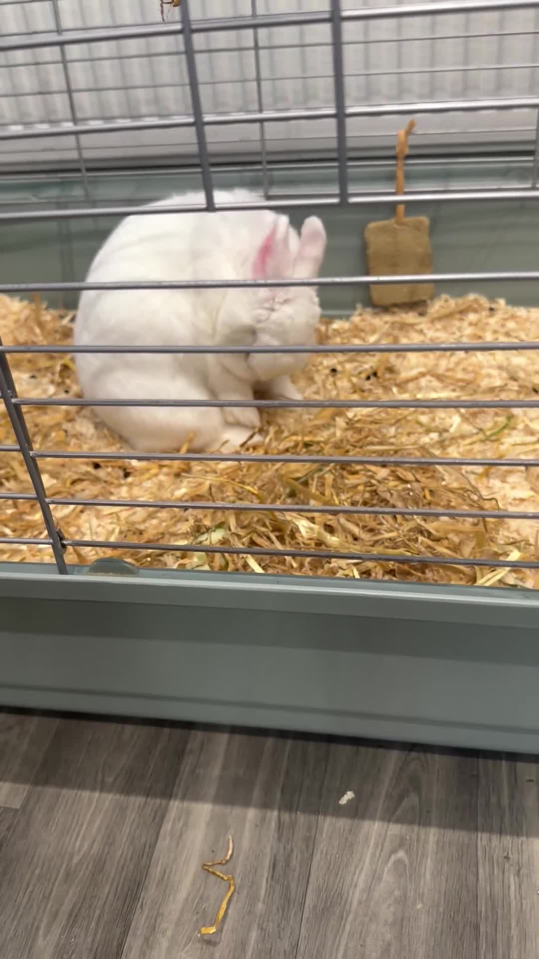 Mixed Breed rabbits for sale: Rabbit  - Video 1