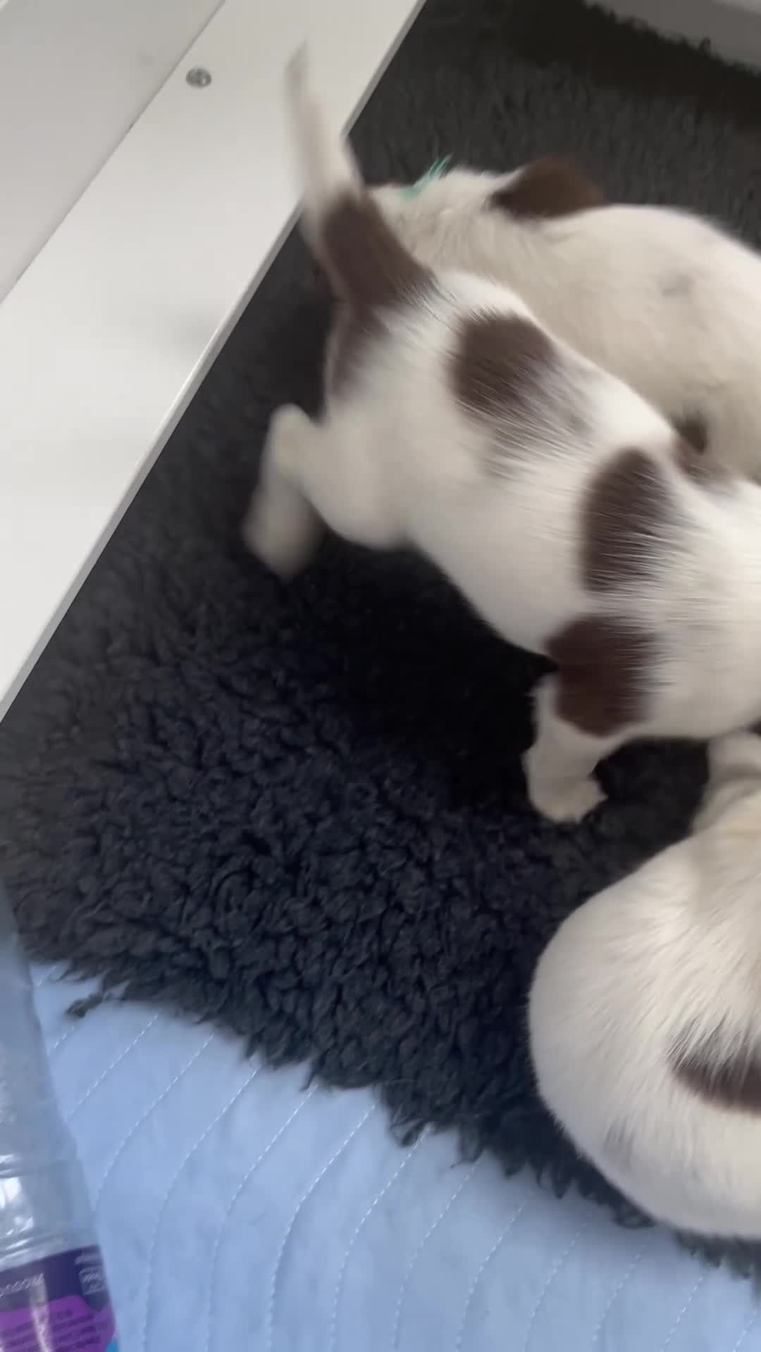 English Springer Spaniel dogs for sale: Exceptional English Springer Spaniel - Video 2