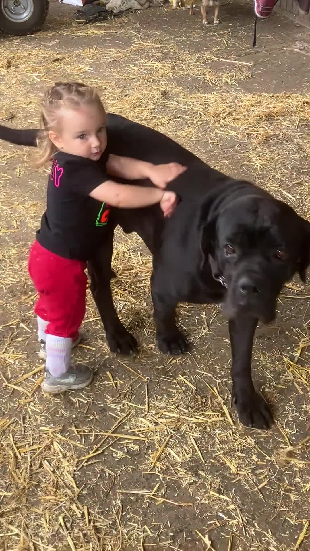 Cane Corso dogs for sale: Exceptional  - Video 1