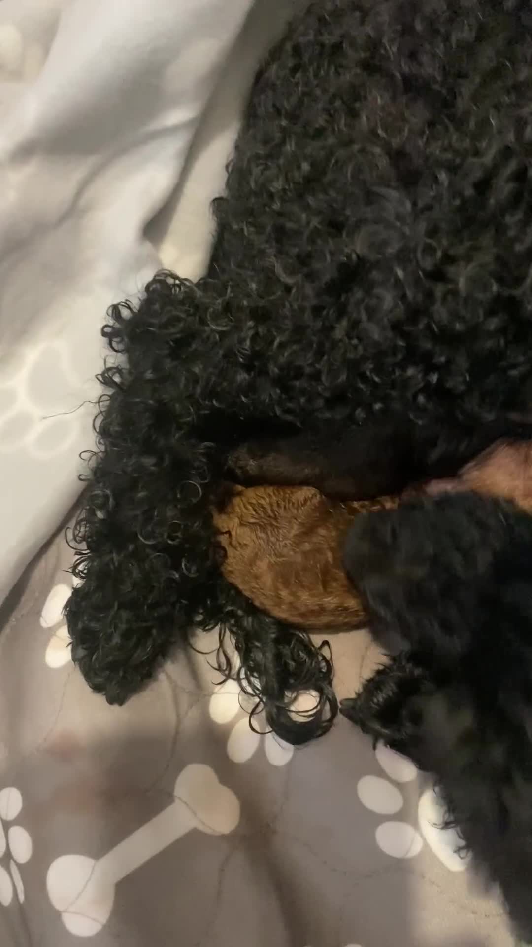 Miniature Poodle dogs for sale: Beautiful Miniature/Toy poodles  - Video 1