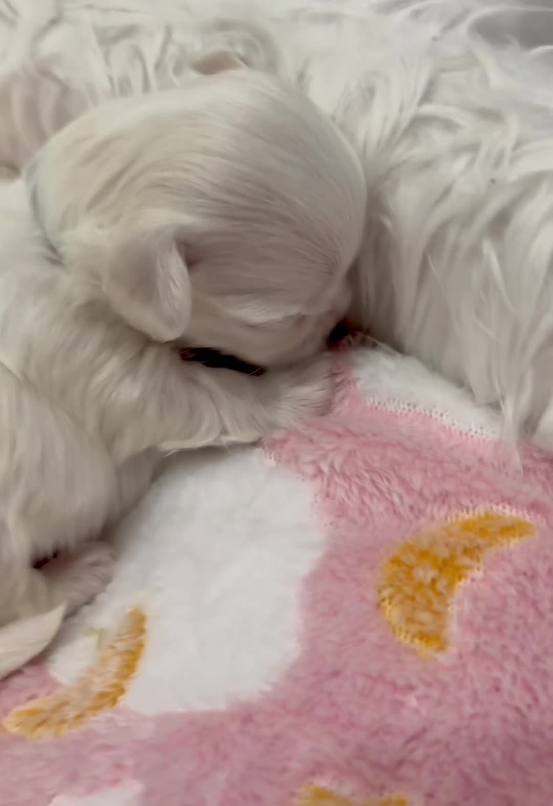 Maltese dogs for sale: ✨Beautiful Korean Maltese Puppies🤍 - Video 1