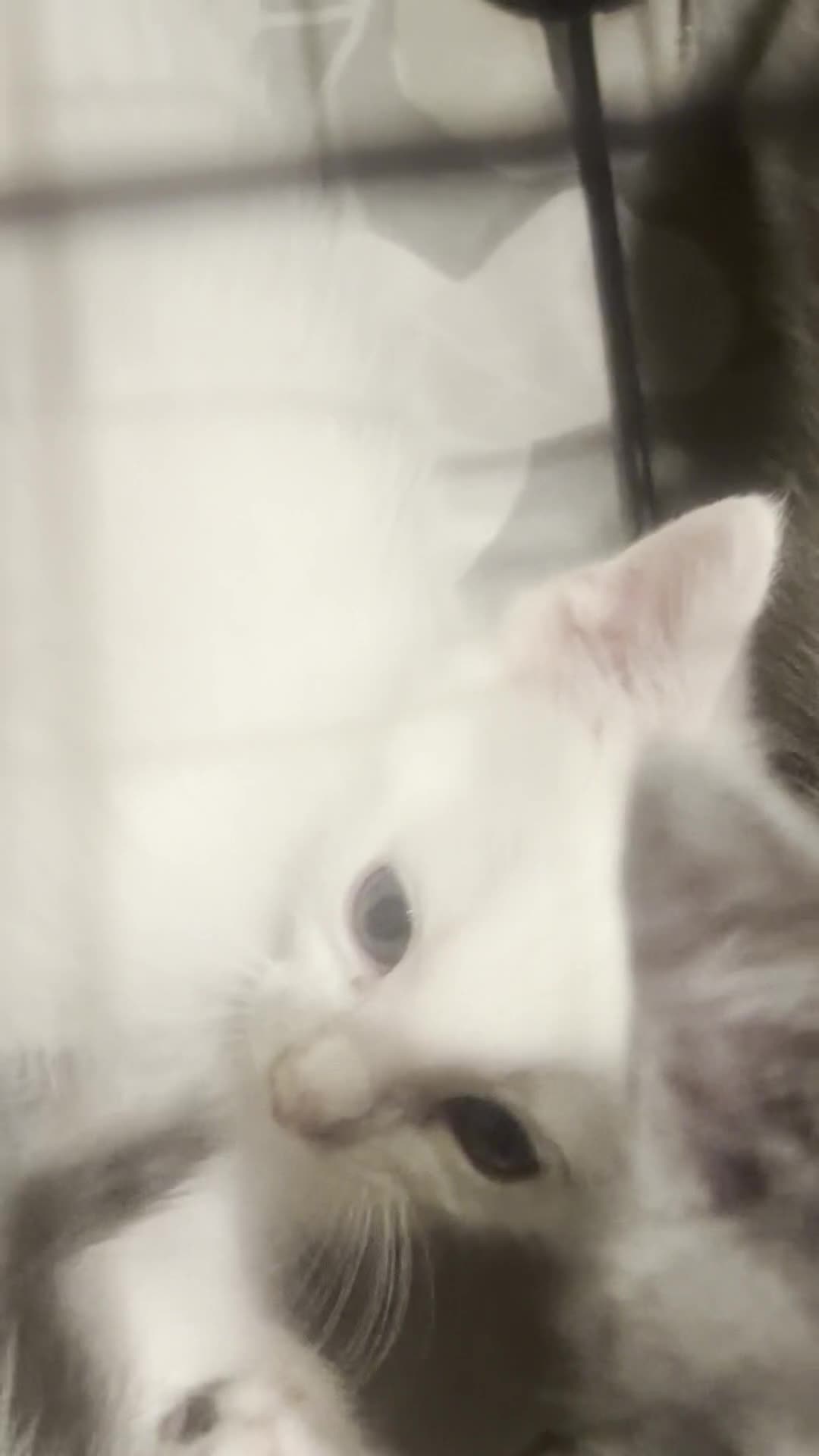 Mixed Breed cats for sale:  Mix British short hair male kitten - Video 1