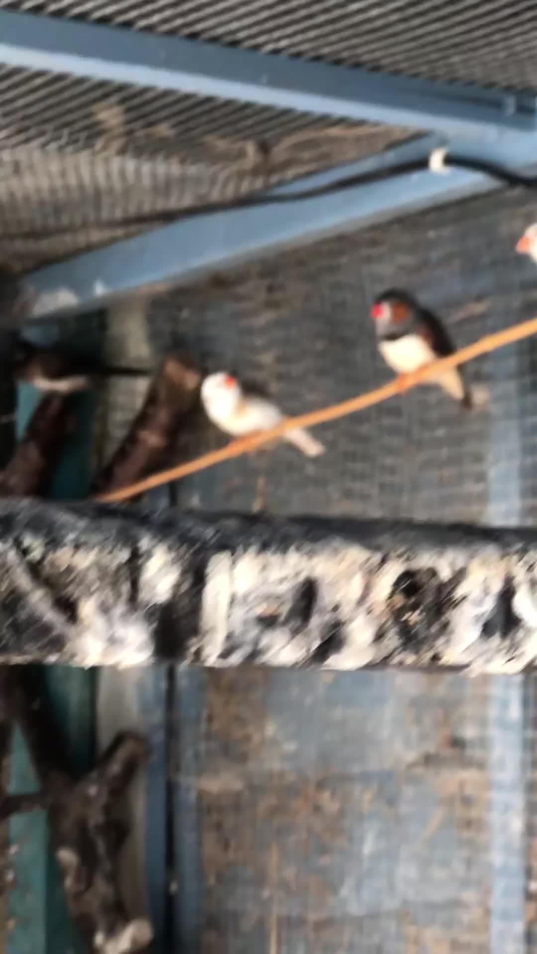 Finches birds for sale: MIXED FINCHES  in Coalville - Video 1
