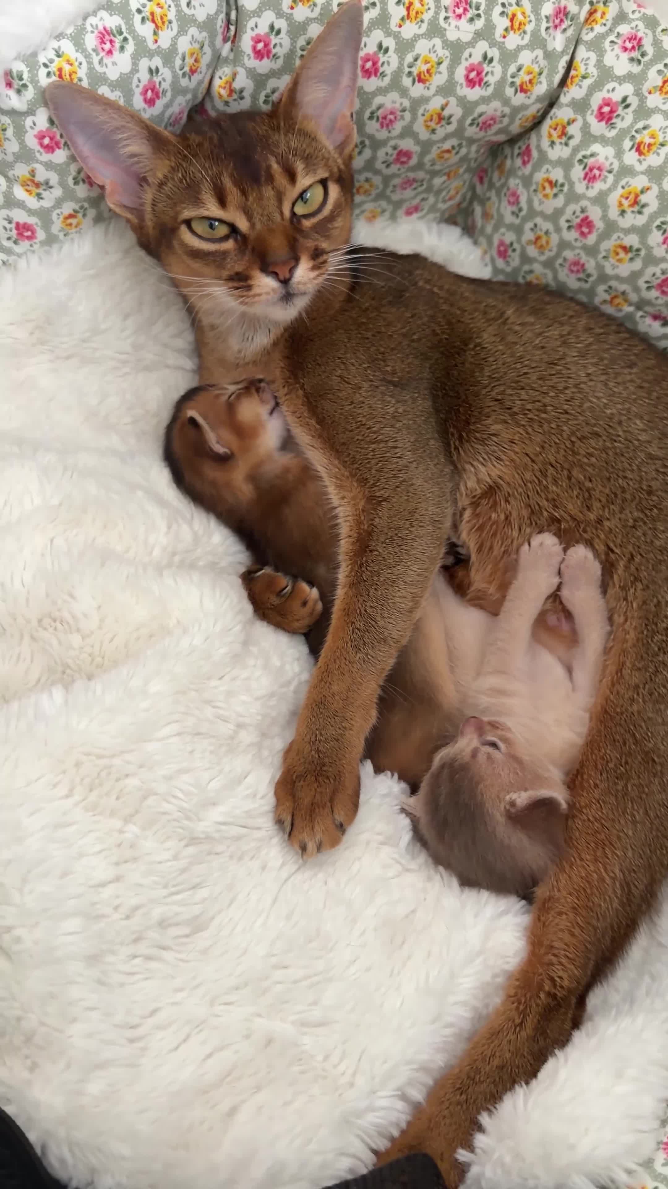 Abyssinian cats for sale: Rare 1 fawn boy 🤍 5 gen pedigree 👑TICA ready now in Wokingham - Video 1