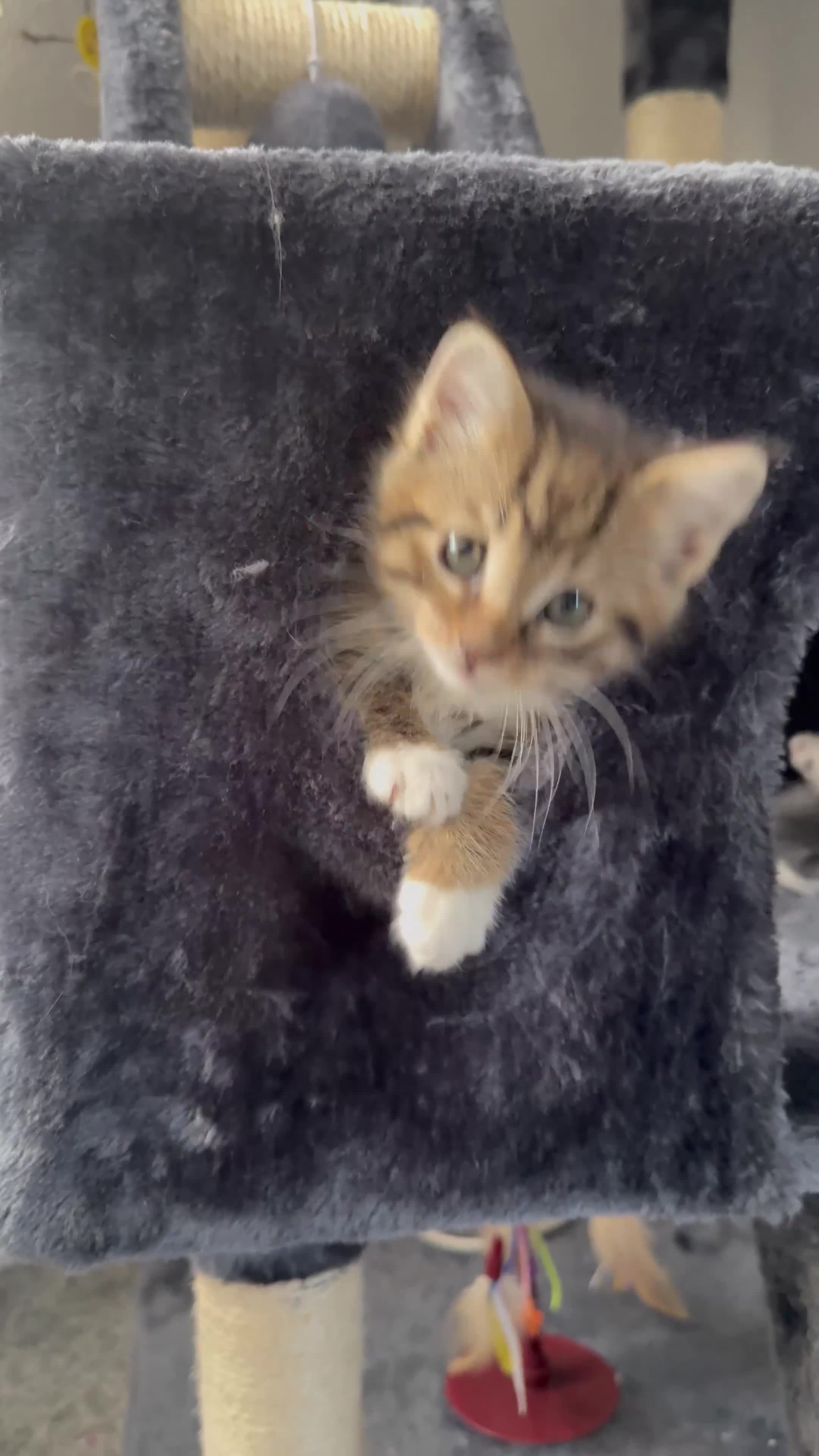 Maine Coon cats for sale: Mixed Maine Coon in Coventry - Video 4