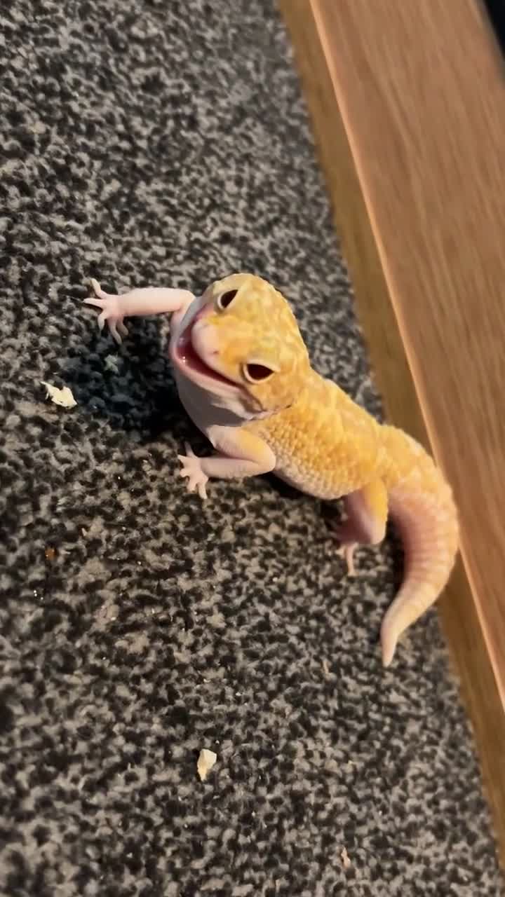 Leopard Gecko reptiles for sale: Leopard gecko - Video 1