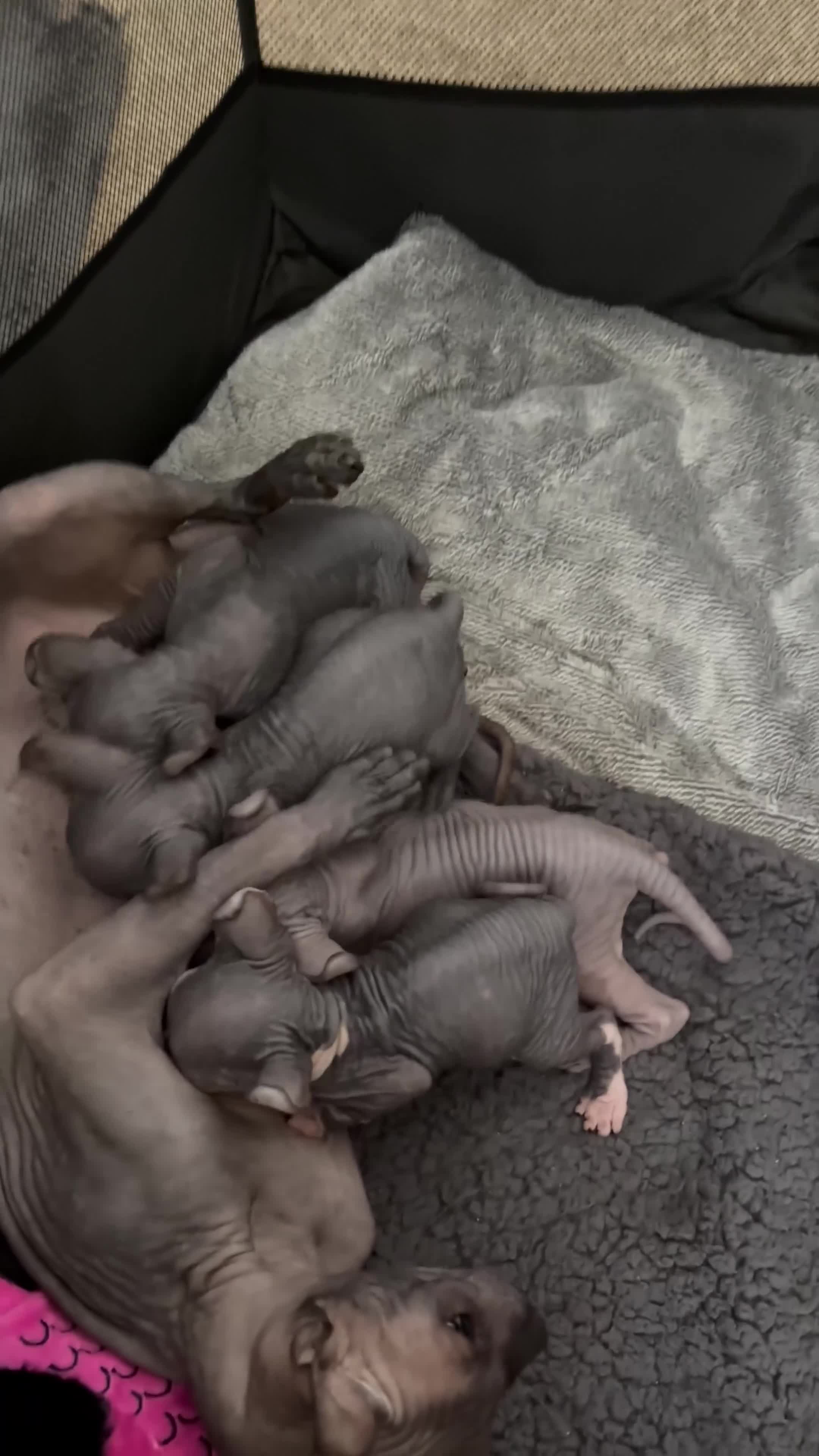 Sphynx cats for sale: Gorgeous elf kittens for sale  in Colchester - Video 1