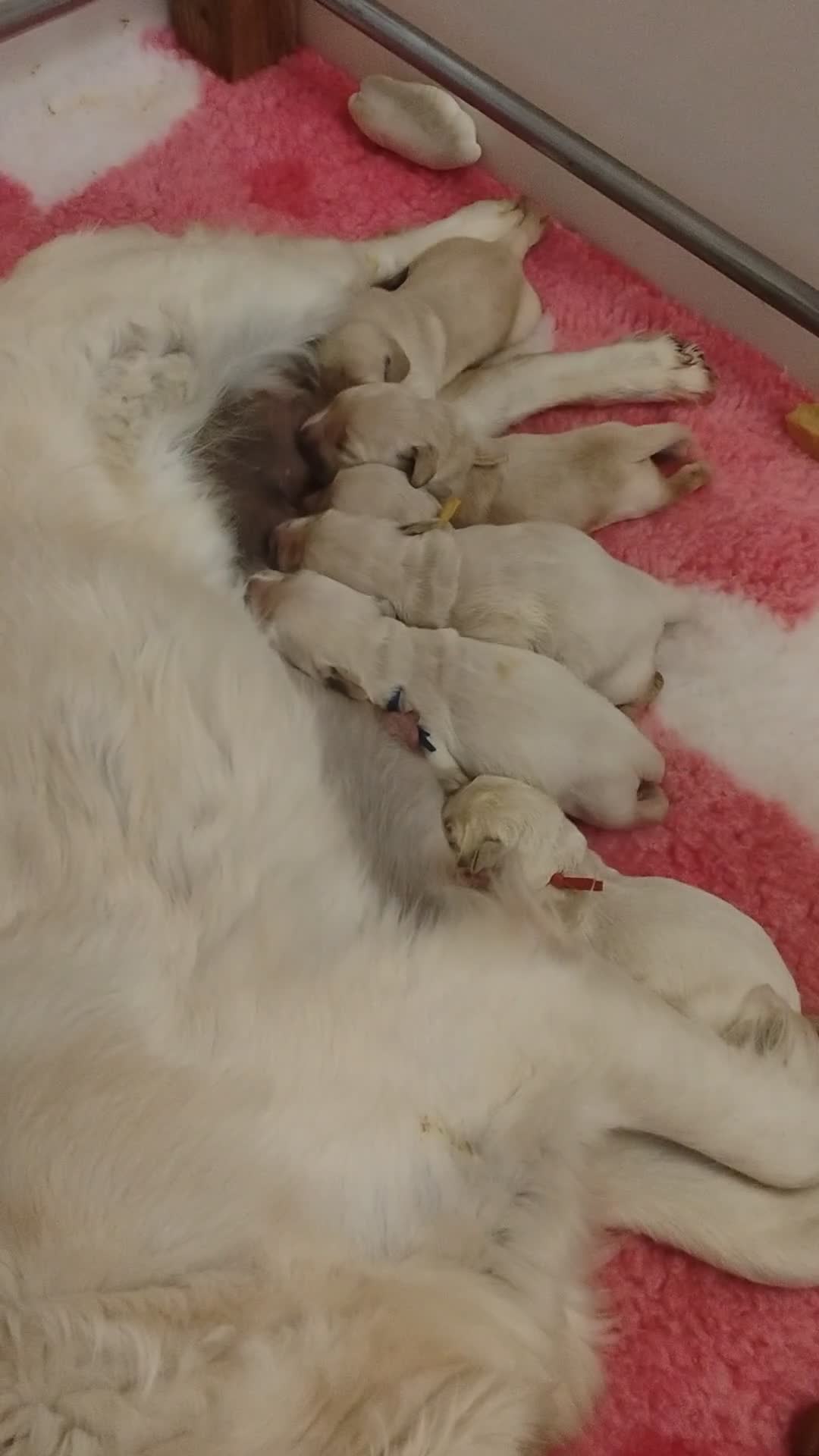 Golden Retriever dogs for sale: KC Fully health tested Golden retriever puppies - Video 1