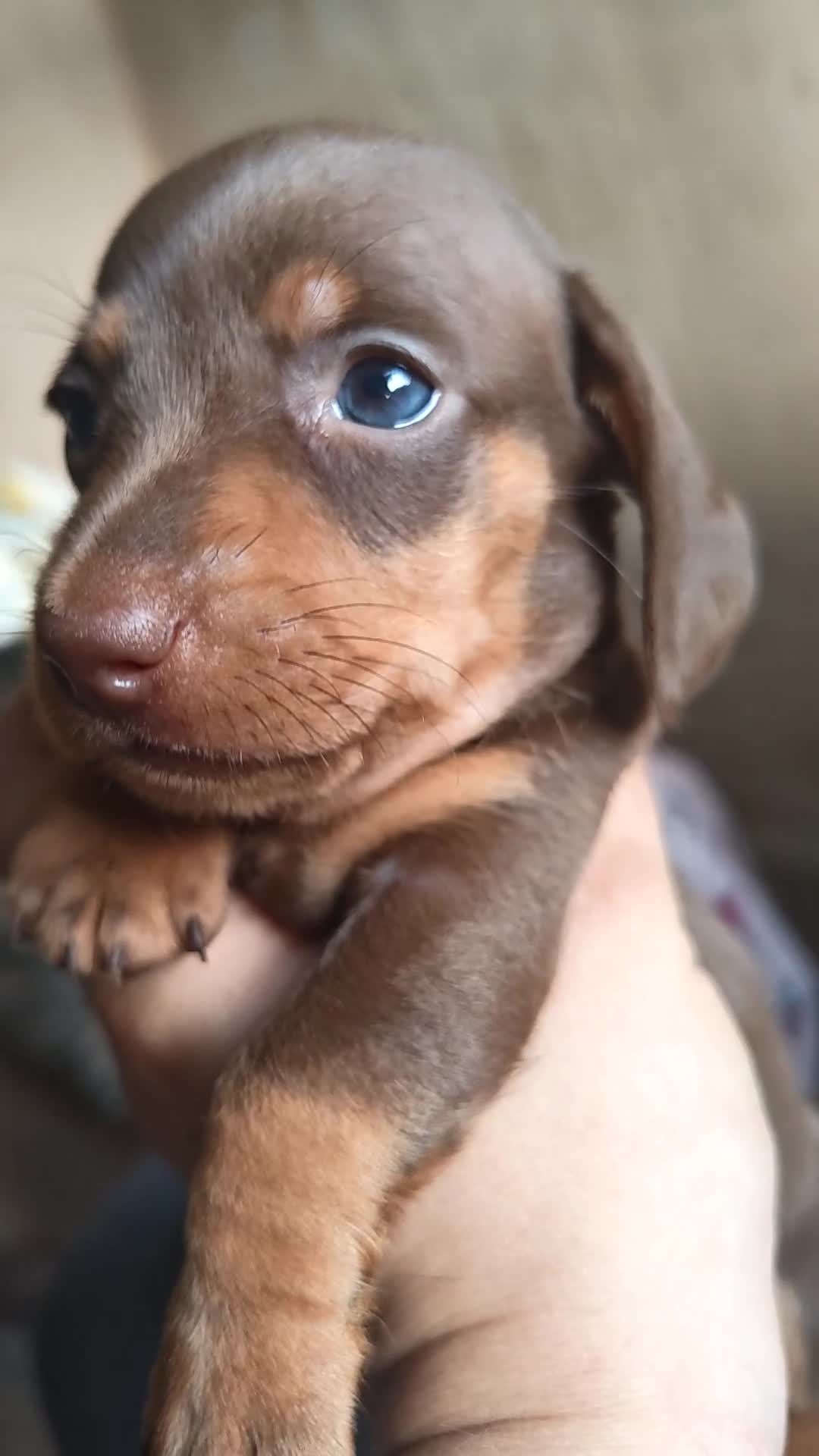 Miniature Dachshund dogs for sale: 4 beautiful Dachshund puppies - Video 1
