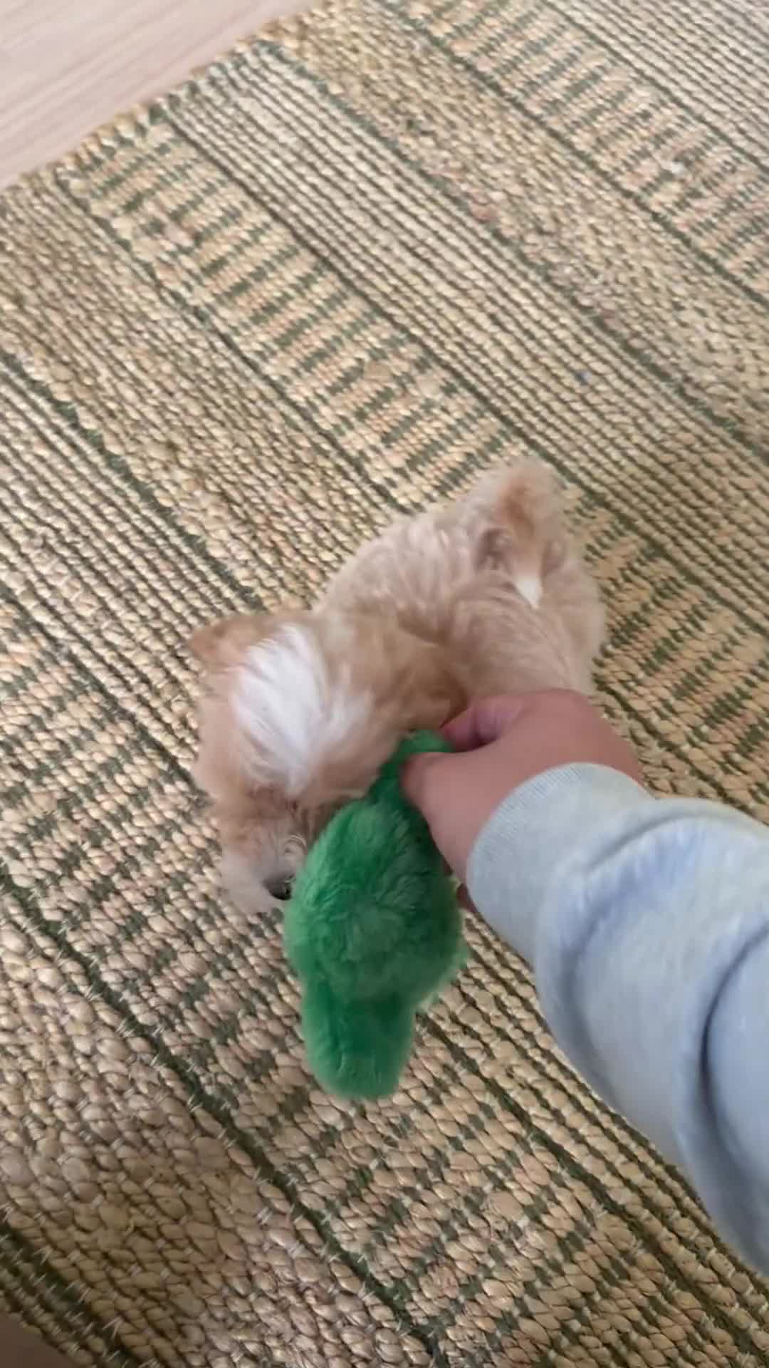 Maltipoo dogs for sale: Beautiful Tiny Maltipoo Puppy - Video 1