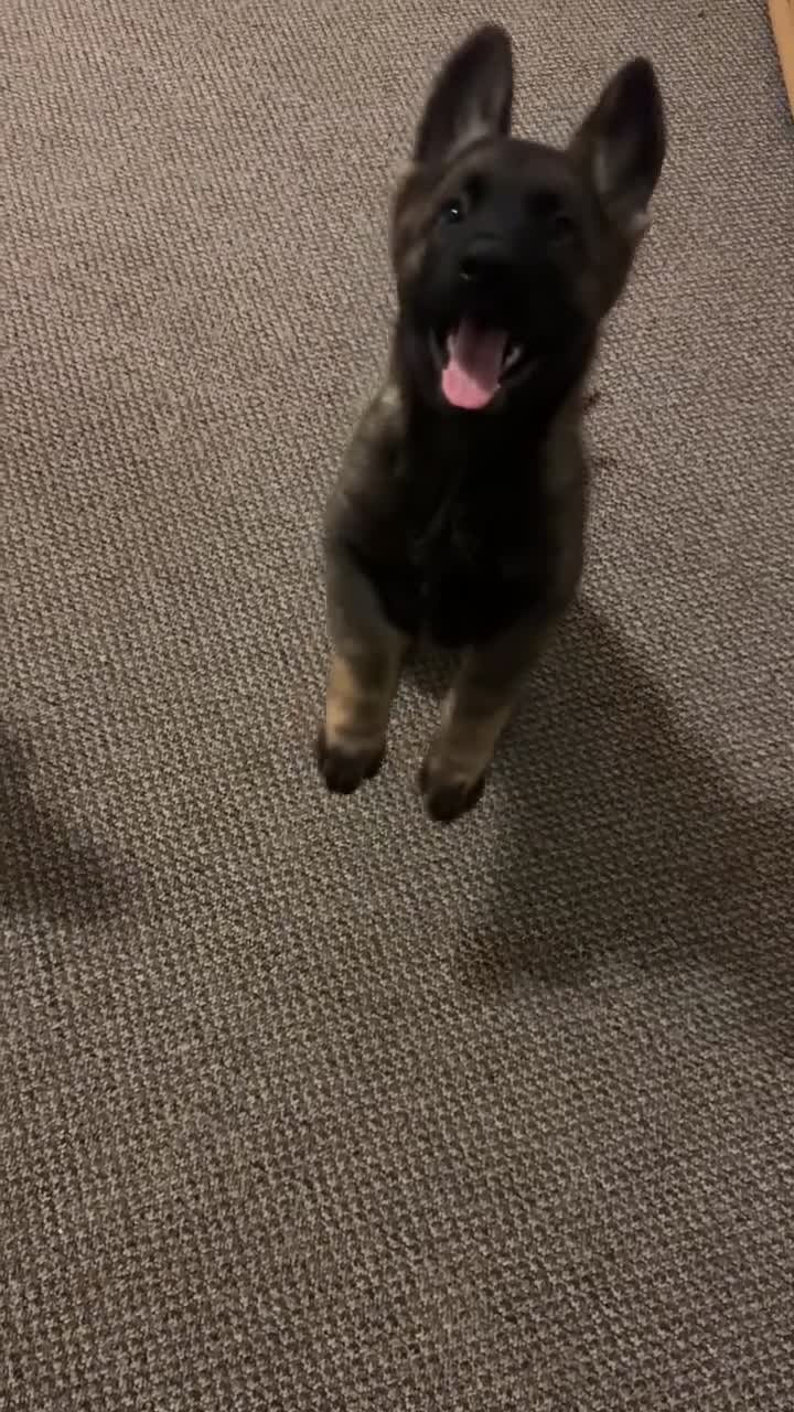 German Shepherd dogs for sale: Last female German shepherd pup kc reg working p - Video 2