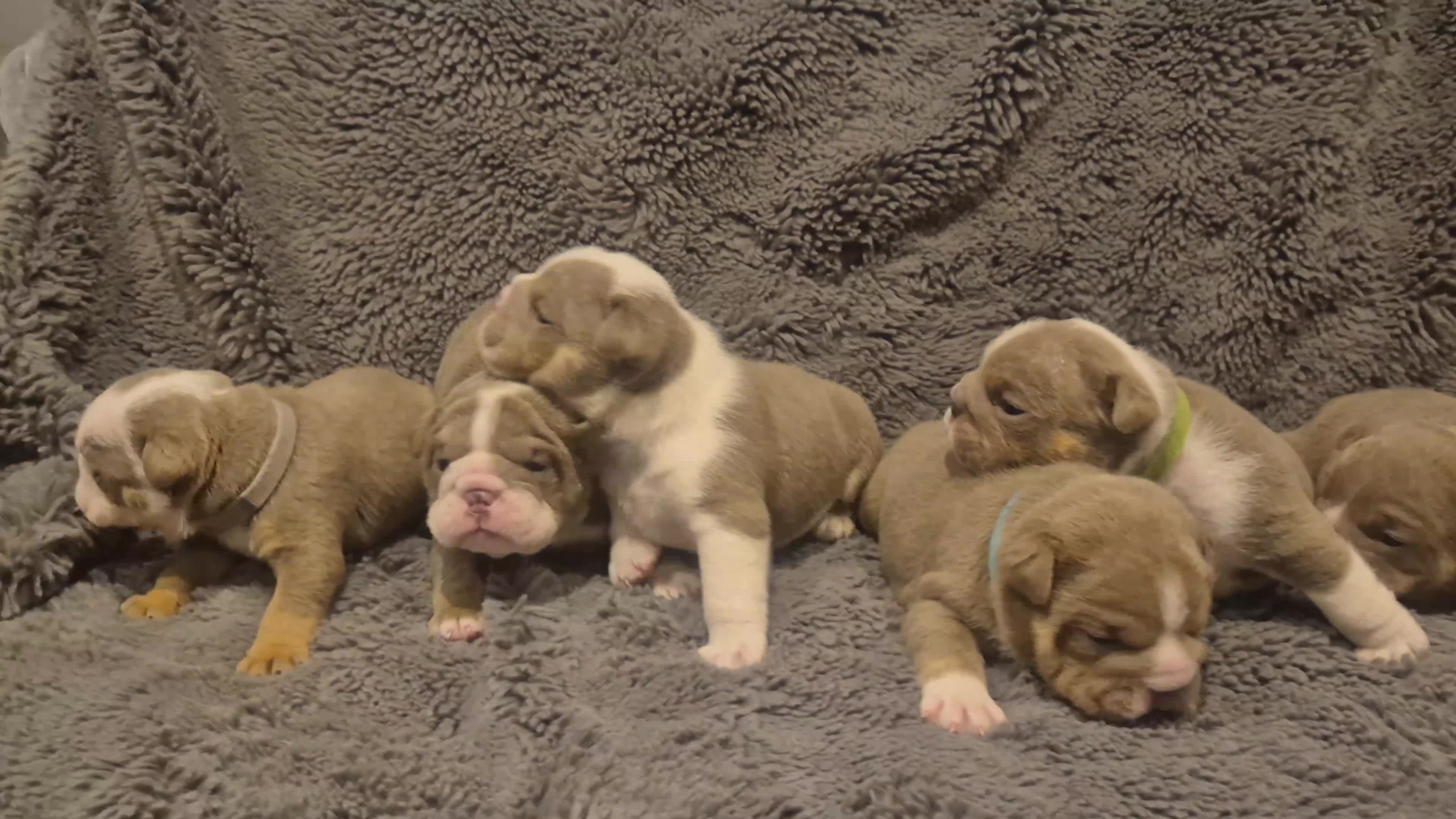 English Bulldog dogs for sale: ☆ showstopping stocky and Rare lilac tri pups ☆  - Video 1