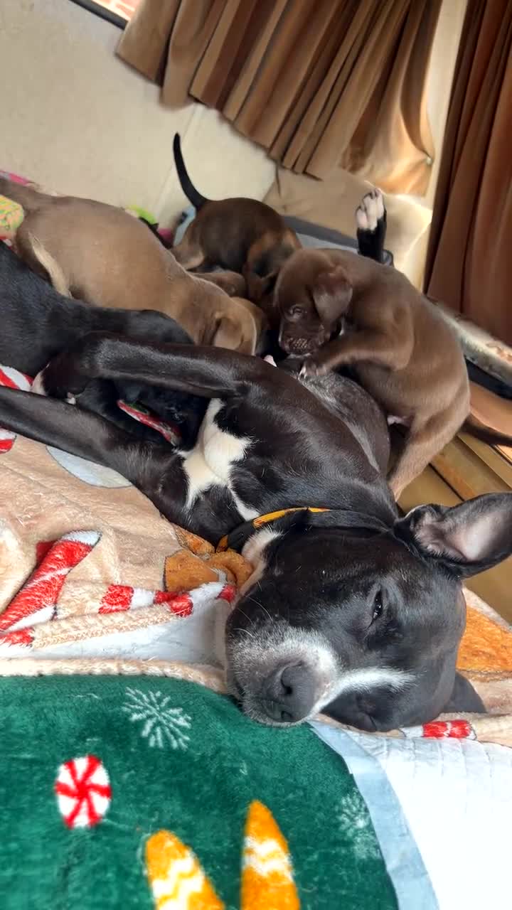 Mixed Breed dogs for sale: Athena x Ares Puppies – Not for Everyone in Manchester - Video 1