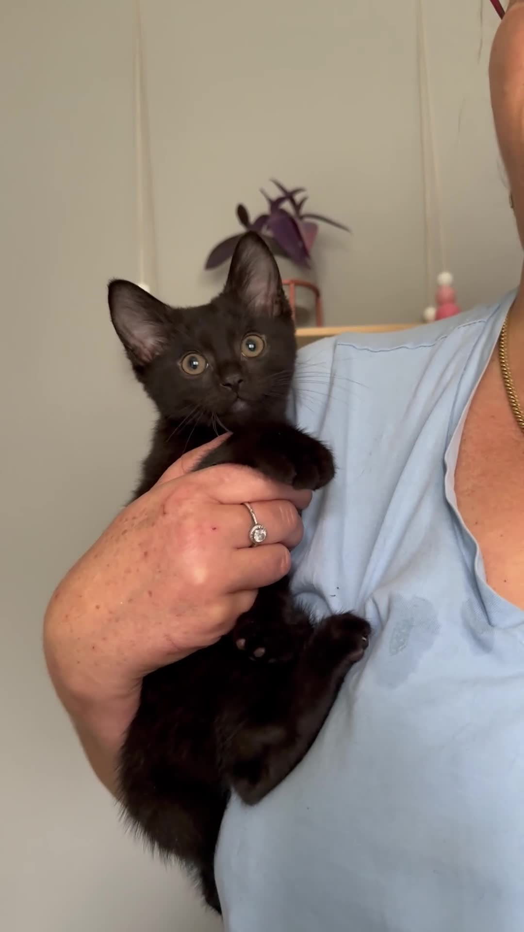 Domestic Shorthair cats for sale: Beautiful kittens ready for their forever homes ❤️ - Video 4