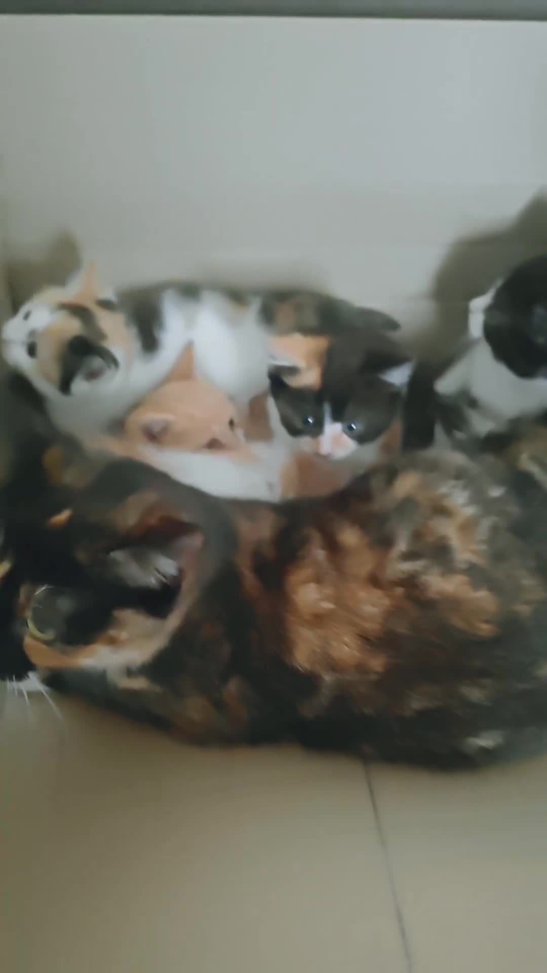 Mixed Breed cats for sale: 6 healthy playful little kittens, ready to go. - Video 1
