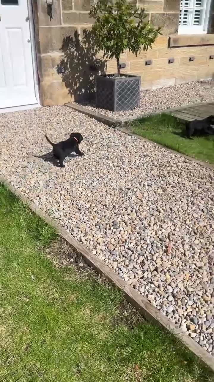 Labrador Retriever dogs for sale: Labrador puppies- TWO BOYS AVAILABLE  - Video 2