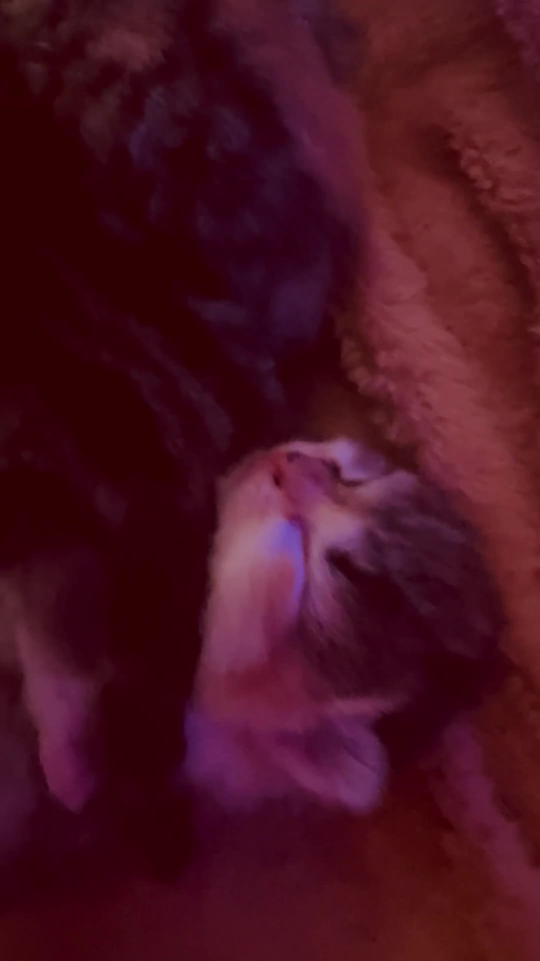 Domestic Shorthair cats for sale: Beautiful litter of kittens for sale  - Video 1