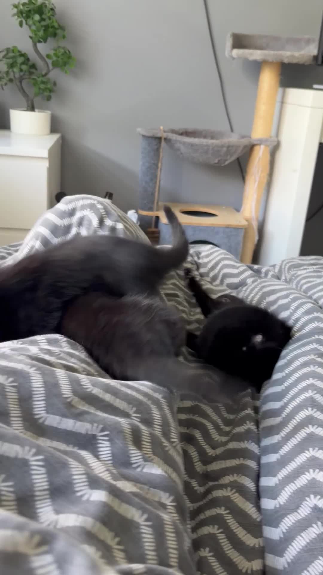 Mixed Breed cats for sale: 2 Boys 1 Girl Black/Grey Striped - Video 2