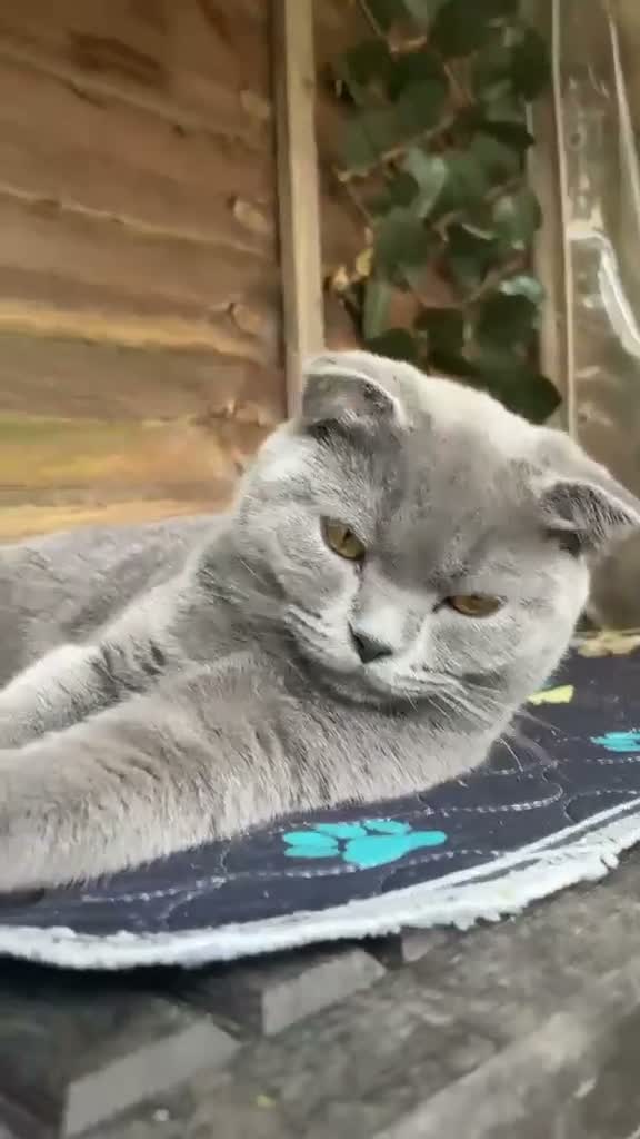 Scottish Fold cats for sale: Scottish+British short hair - Video 4