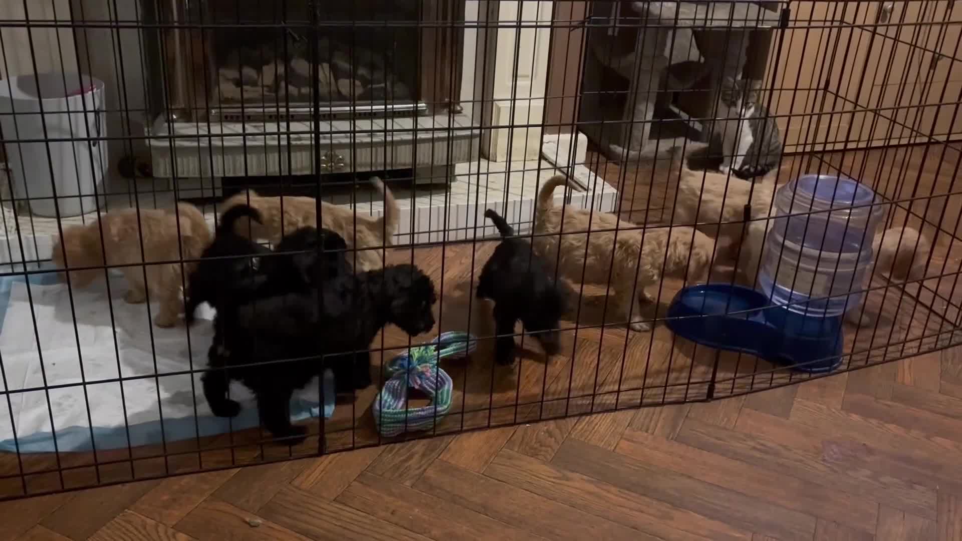 Mixed Breed dogs for sale: 8 hybrid puppies ready the (3rd of October) - Video 1