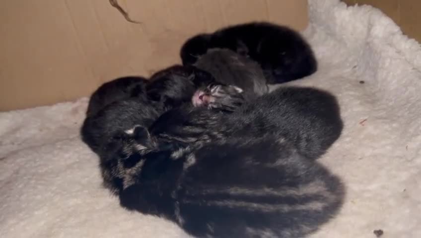Norwegian Forest Cat cats for sale: Norwegian forest x kittens - Video 2