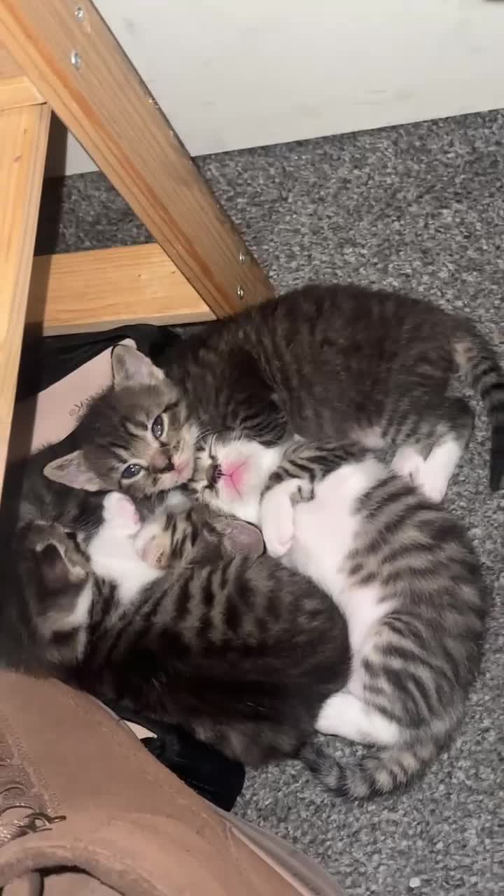 British Shorthair cats for sale: Beautiful Tabby kittens for sale - Video 1