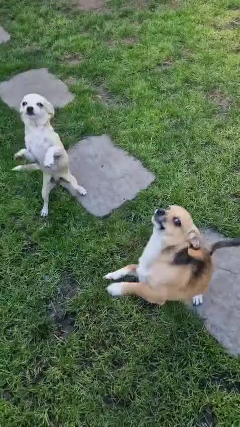 Chihuahua dogs for sale: Chihuahua puppies  - Video 1