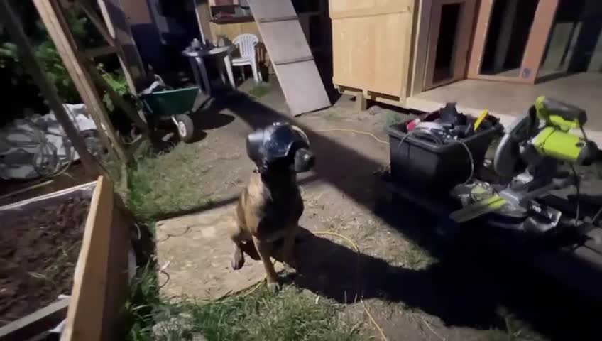 Belgian Shepherd Dog dogs for sale: Malinois puppies. Mother FCI/Father working dog - Video 4
