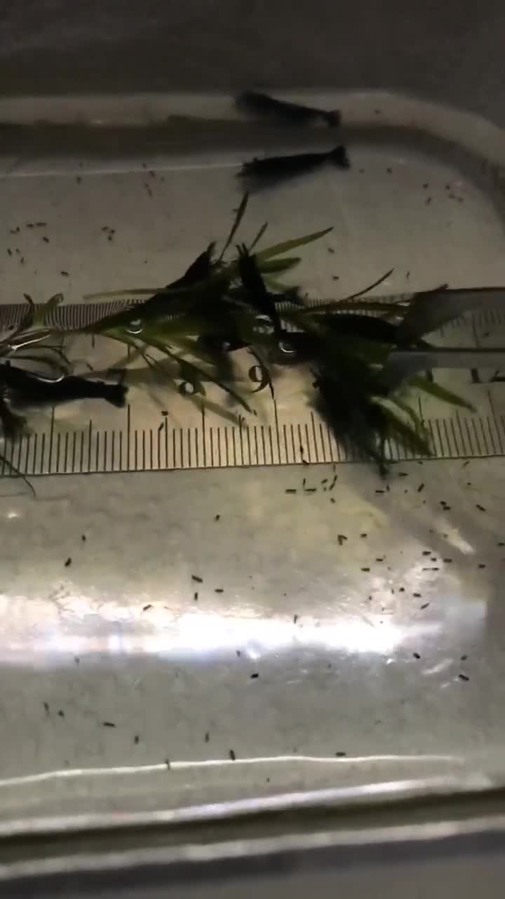 Shrimps fish for sale: freshwater shrimp in assorted colors  - Video 5