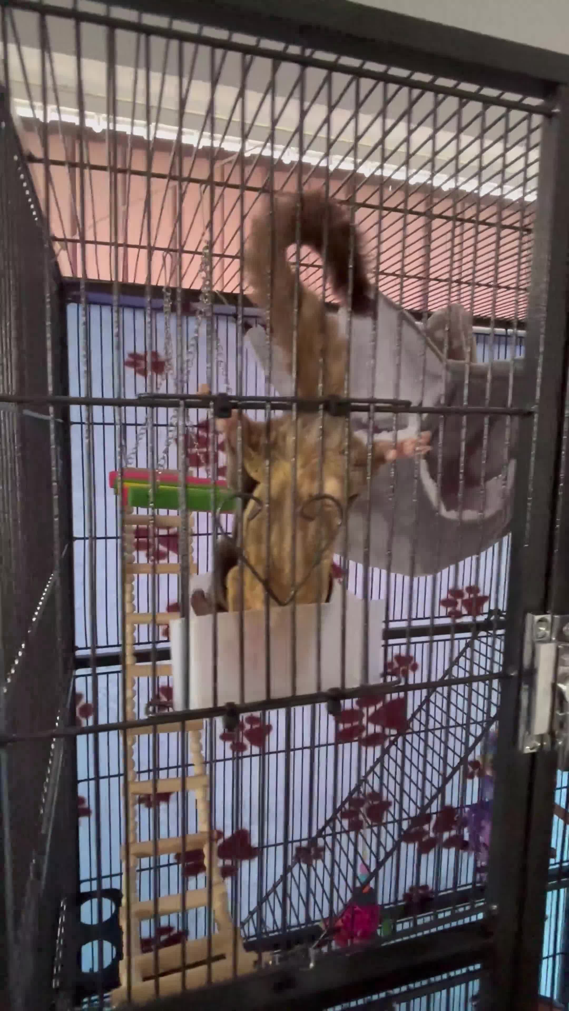 Sugar Glider rodents for sale: sugar gliders  x4 with everything  in Dartford - Video 1