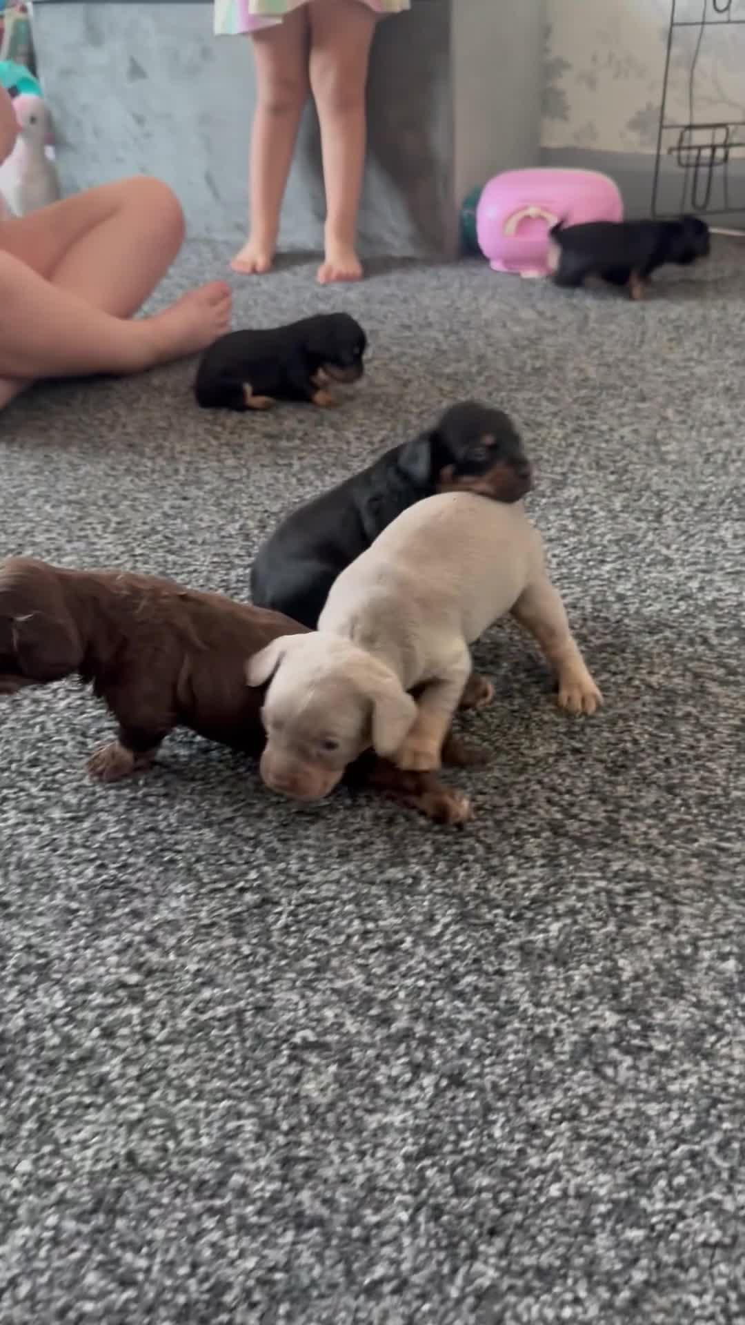 Mixed Breed dogs for sale: French bulldog cross dachsaund - Video 1