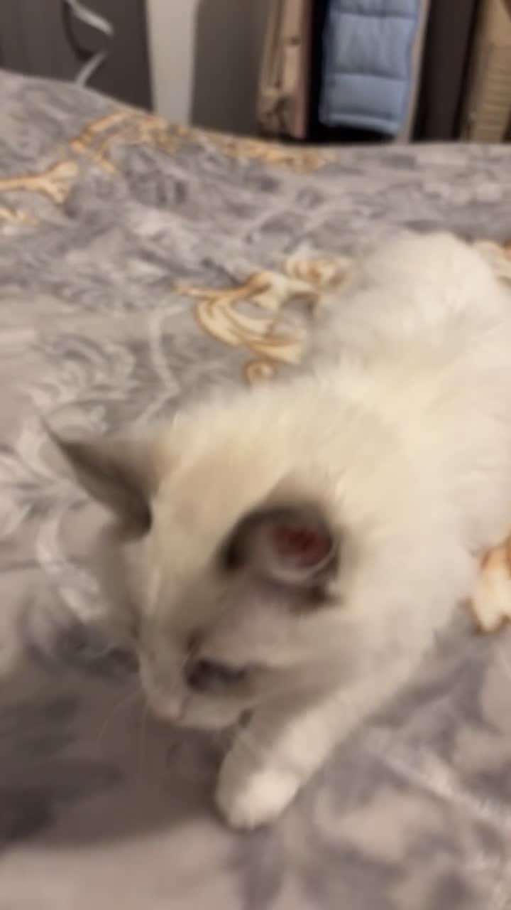 Ragdoll cats for sale: White Female Ragdoll for sale - Video 1