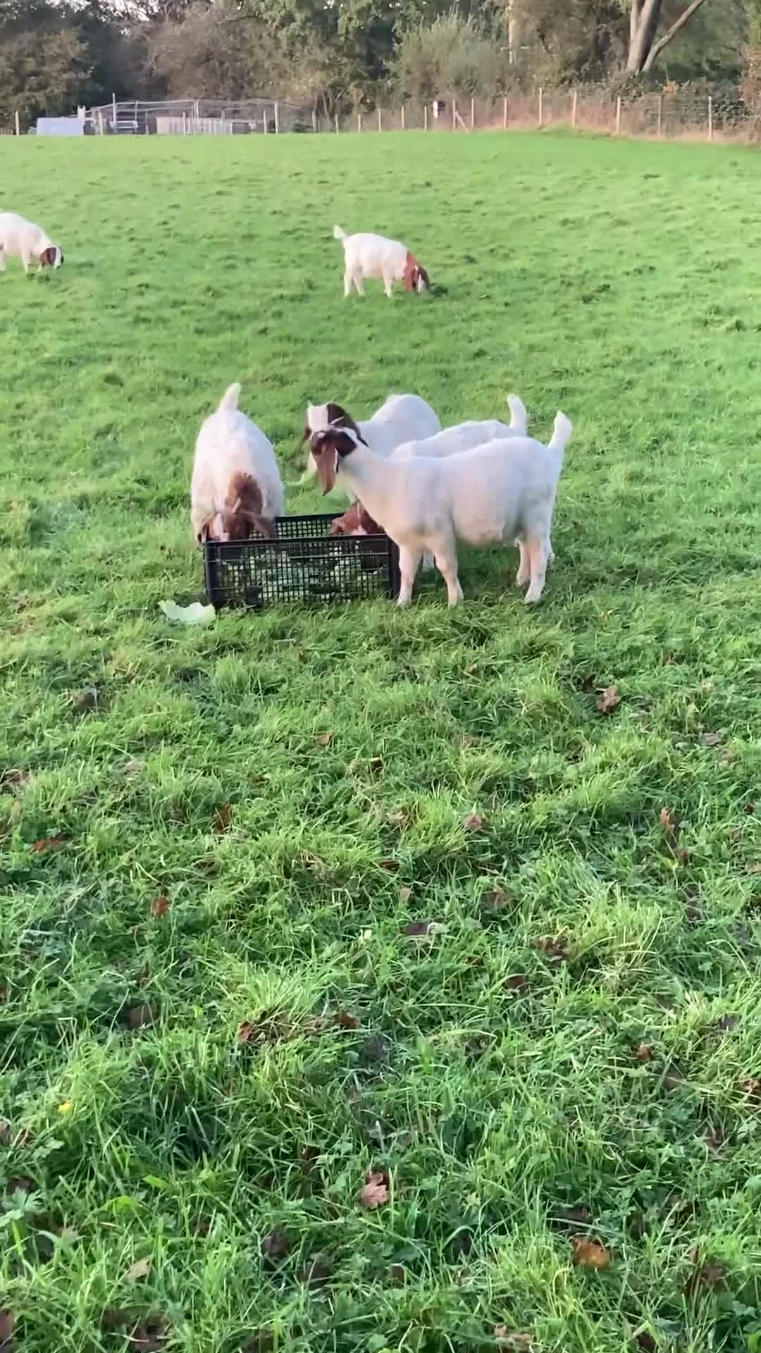 Goats livestock for sale: Boer goat kids - Video 1