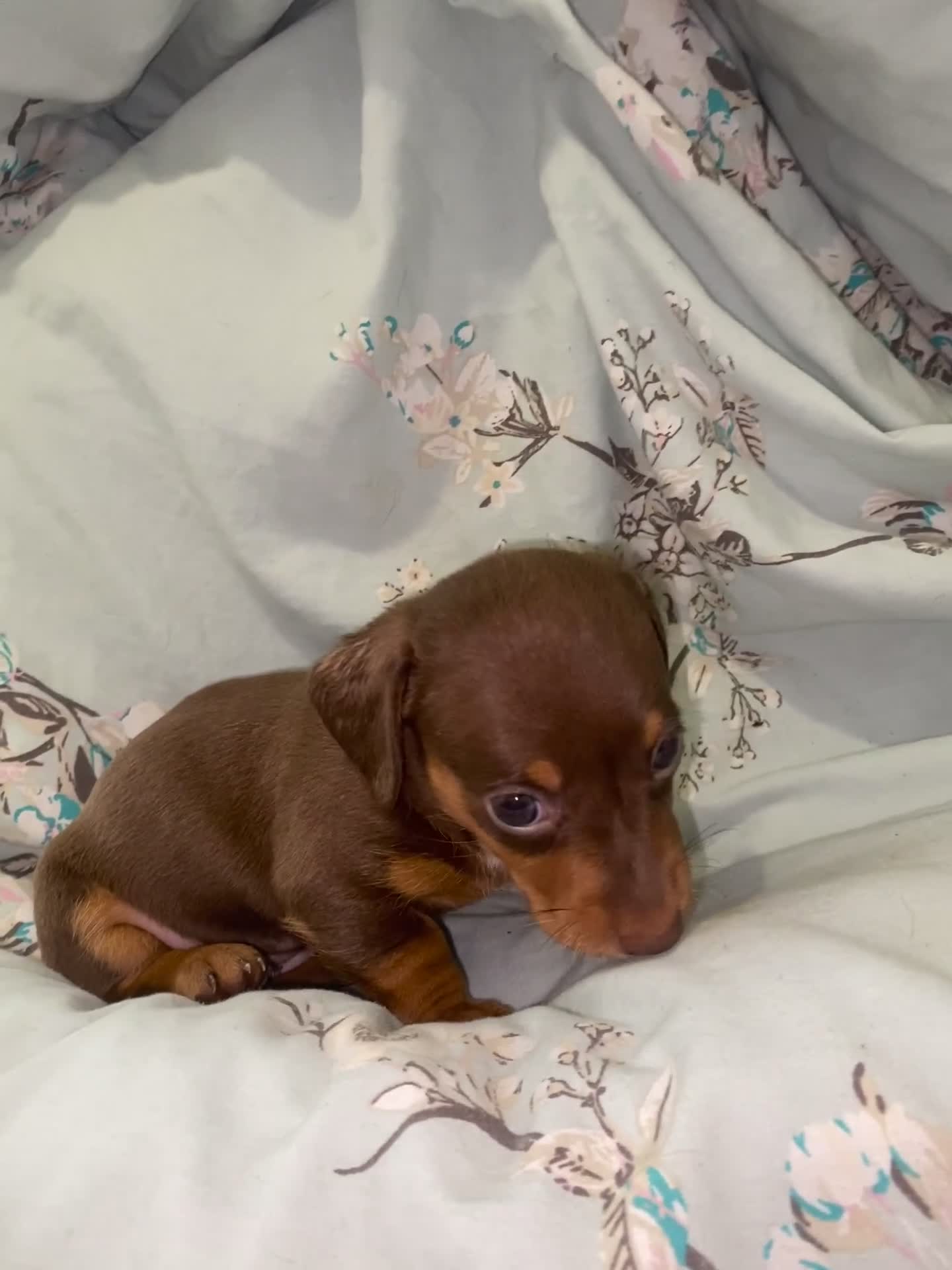 Miniature Dachshund dogs for sale: Stunning Miniature dachshund puppy’s   in Kettering - Video 3