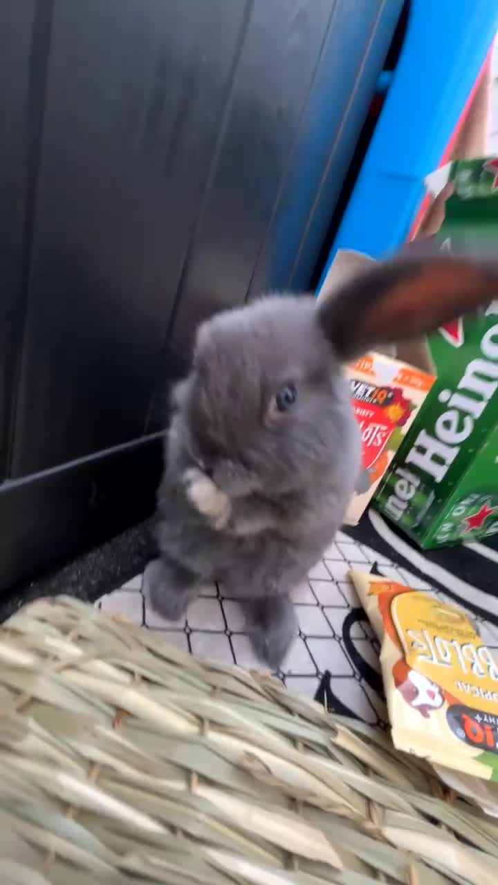 Mini Lop rabbits for sale: 2 mini lops - Video 5