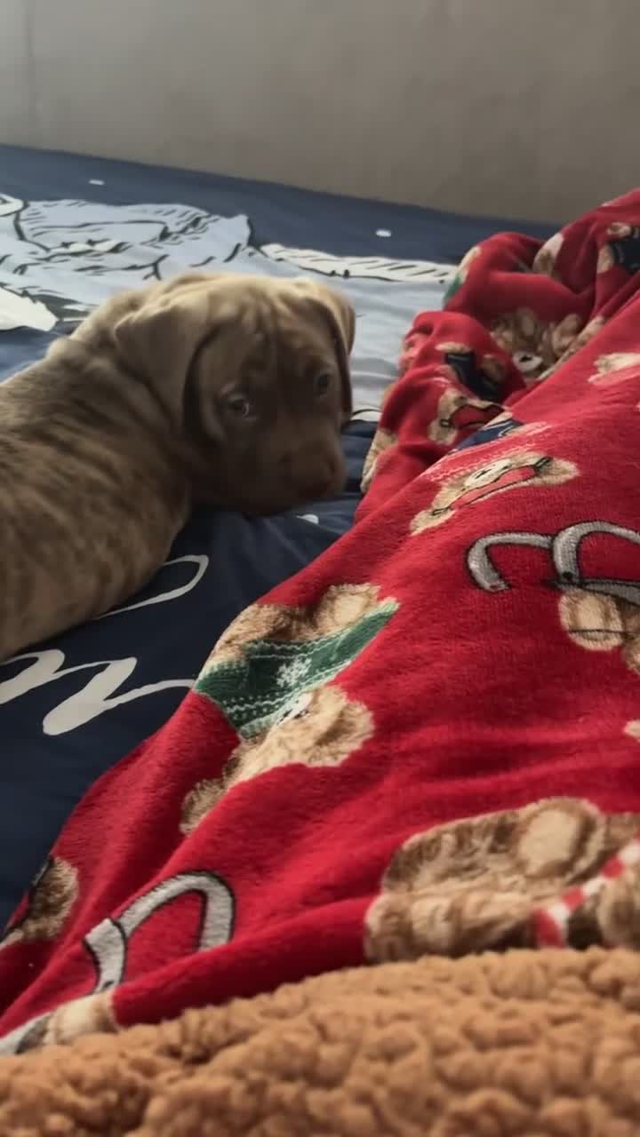 Mixed Breed dogs for sale: 11 week old Toya  - Video 1