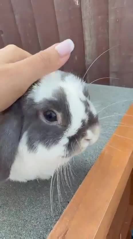 Mini Lop rabbits for sale: Purebred Blue Otter butterfly Buck for sale  - Video 1