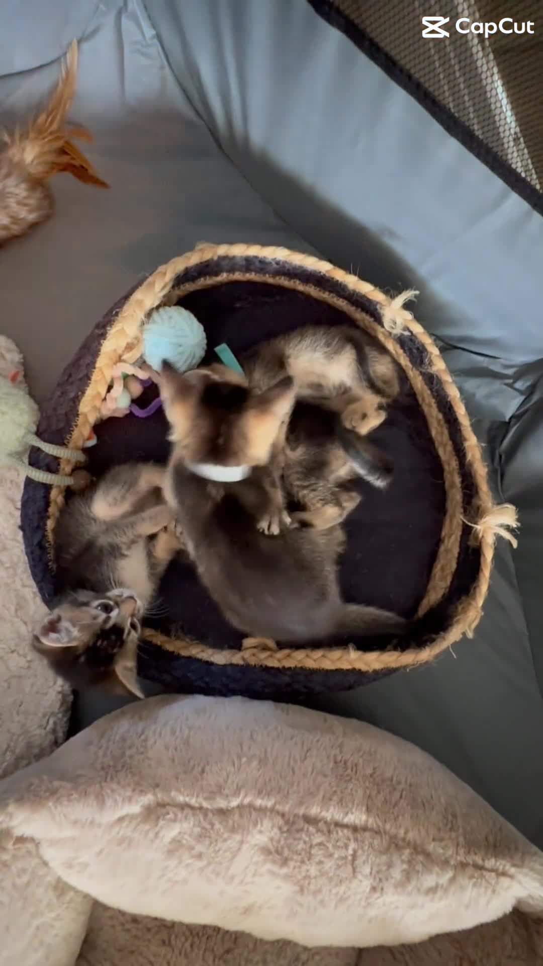 Mixed Breed cats for sale: Beautiful Home Raised Abyssinian Mix Kittens - Video 2