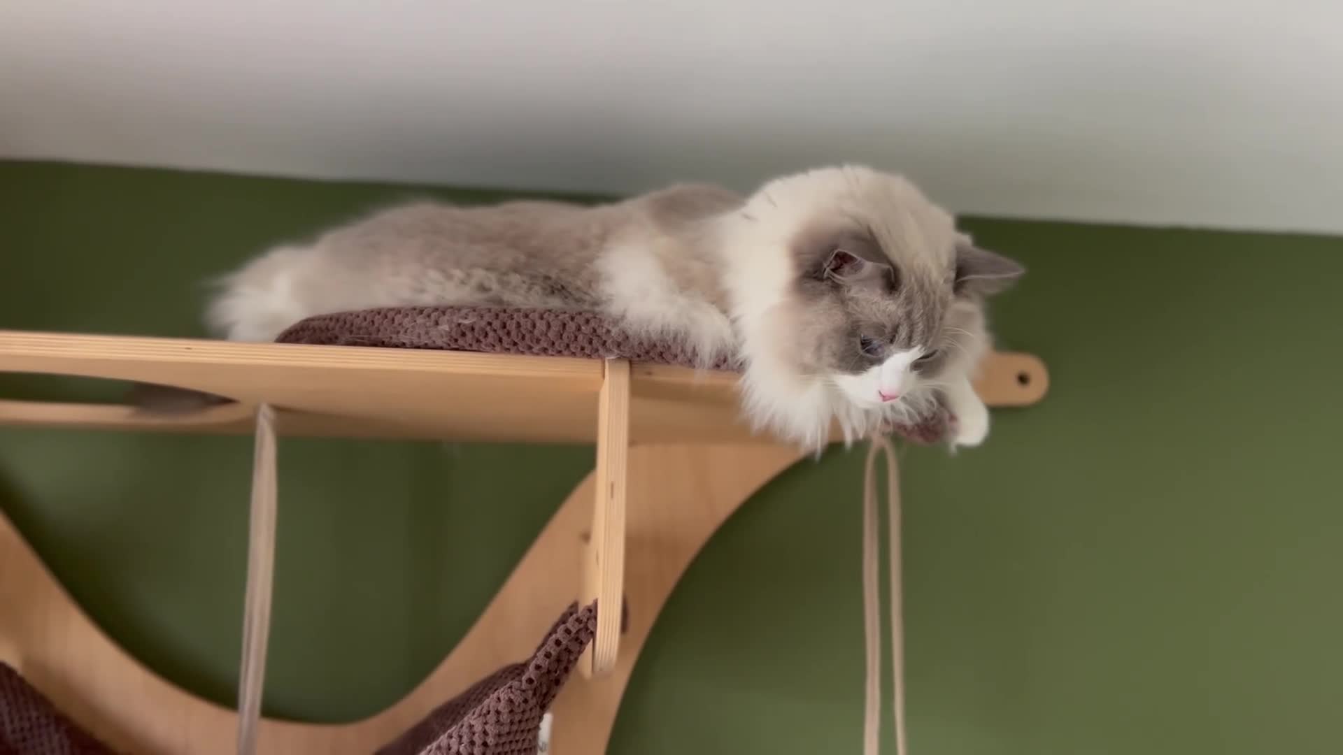 Ragdoll cats for sale: Amazing big ragdoll boy.  - Video 1